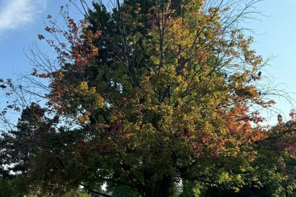 Tree removal service cutting down a tree in Orléans Ottawa