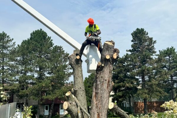 Tree being safely cut and removed in Orléans Ottawa