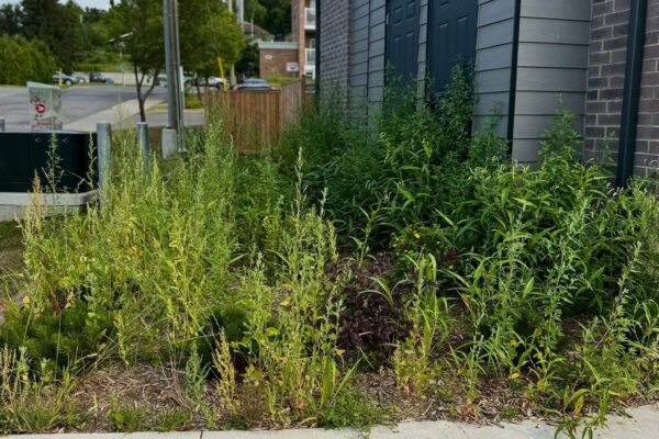 Garden weeding service removing weeds in Orléans Ottawa