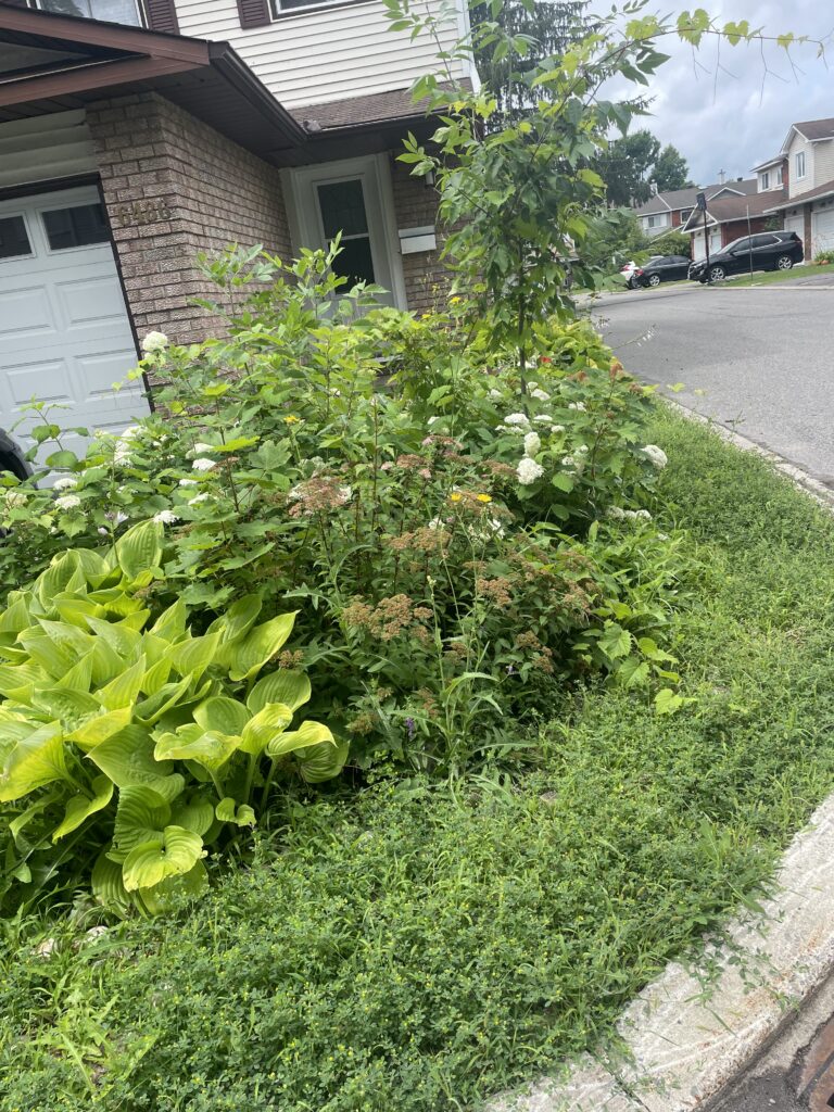 Garden bed maintenance in Orléans featuring freshly weeded soil, trimmed plants, and neatly arranged mulch.
